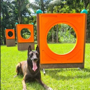 Salto Pet Agility